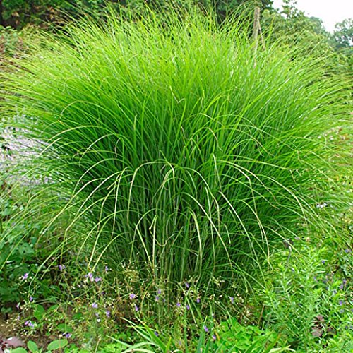 6 x Eulalie, Roseau de Chine 'Gracillimus' - Miscanthus sinensis 'Gracillimus' - Godet de 9cm